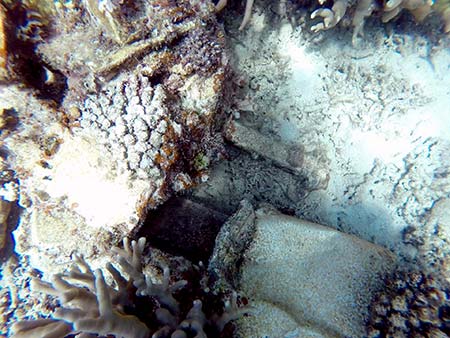 airplane part in coral found during bentprop search