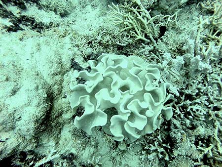 palau coral