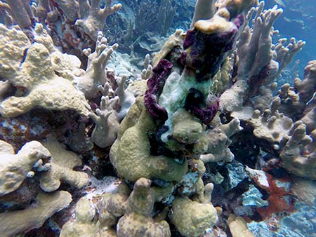  coral of palau