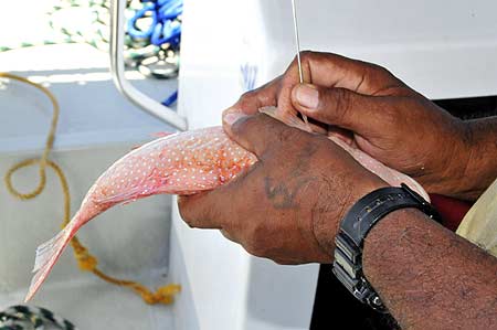 saving a fish via cpr and a pin prick in palau during bentprop expedition